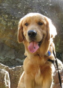 Gilbert Therapy Dog | Newmarket Family Dentist